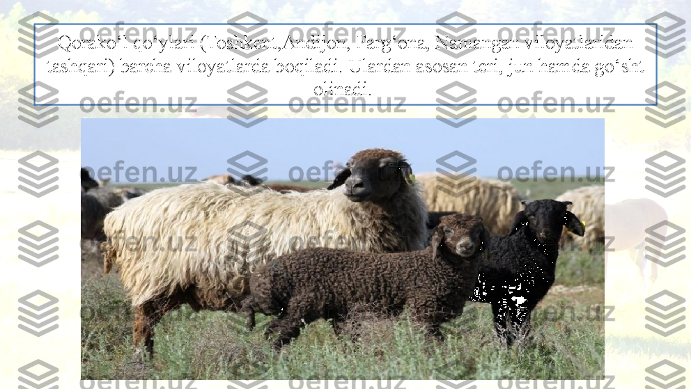 Qorako‘l qo‘ylari (Toshkent,Andijon, Farg‘ona, Namangan viloyatlaridan 
tashqari) barcha viloyatlarda boqiladi. Ulardan asosan teri, jun hamda go‘sht 
olinadi.  