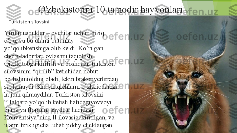 O'zbekistonni 10 ta nodir hayvonlari
Turk ist on silov si ni
Yirikmushuklar – ovchilar uchun qiziq 
o’lja, va bu ularni butunlay 
yo’qolibketishiga olib keldi. Ko’rilgan 
chora-tadbirlar: ovlashni taqiqlash, 
Qizilkitobga kiritish va boshqalar turkiston 
silovsinini “qirilib” ketishidan nobut 
bo’lishinioldini oladi, lekin brakonyerlardan 
saqlamaydi. Shu yirtqichlarni o’zlariodamga 
hujum qilmaydilar. Turkiston silovsini 
“Halqaro yo’qolib ketish hafidagiyovvoyi 
fauna va florasini savdosi haqidagi 
Konventsiya”ning II ilovasigakiritilgan, va 
ularni tirikligicha tutish jiddiy cheklangan.         