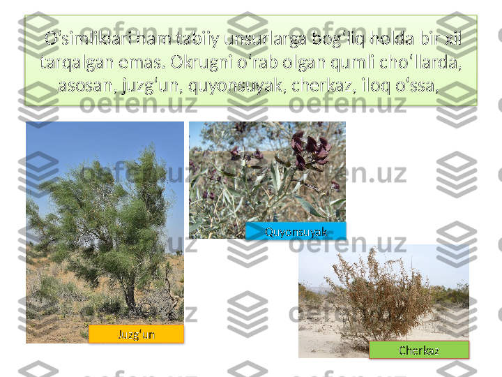   O‘simliklari ham tabiiy unsurlarga bog‘liq holda bir xil 
tarqalgan emas. Okrugni o‘rab olgan qumli  cho‘llarda, 
asosan, juzg‘un, quyonsuyak, cherkaz, iloq o‘ssa, 
Quyonsuyak
Juzg‘un
Cherkaz     