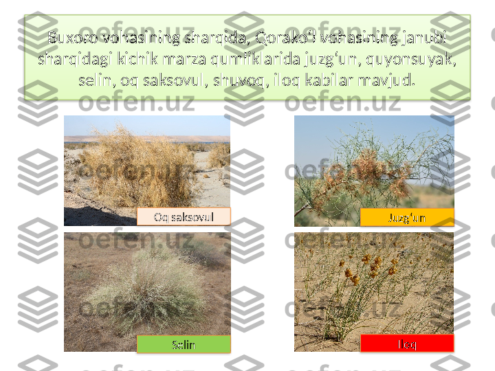 Buxoro vohasining sharqida, Qorako‘l vohasining janubi 
sharqidagi kichik marza qumliklarida juzg‘un, quyonsuyak, 
selin, oq saksovul, shuvoq, iloq kabilar mavjud.
SelinOq saksovul
Juzg‘un
Iloq      