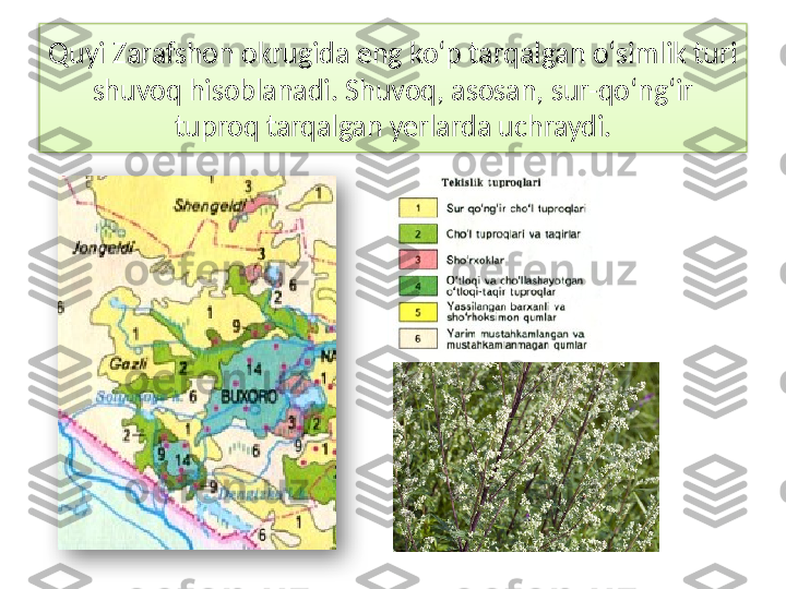 Quyi Zarafshon okrugida eng ko‘p tarqalgan o‘simlik turi
shuvoq hisoblanadi. Shuvoq, asosan, sur-qo‘ng‘ir 
tuproq tarqalgan yerlarda uchraydi.   