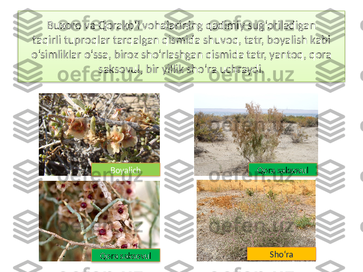 Buxoro va Qorako‘l vohalarining qadimiy sug‘oriladigan
taqirli tuproqlar tarqalgan qismida shuvoq, tatr, boyalish kabi 
o‘simliklar o‘ssa, biroz sho‘rlashgan qismida tatr, yantoq, qora 
saksovul, bir yillik sho‘ra uchraydi.
Boyalich Qora saksovul
Qora saksovul Sho‘ra      