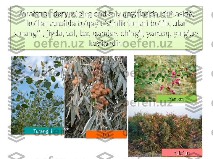 Zarafshon daryosining qadimiy qayirlarida, deltasida, 
ko‘llar atrofida to‘qay o‘simlik turlari bo‘lib, ular 
turang‘il, jiyda, tol, lox, qamish, chingil, yantoq, yulg‘un 
kabilardir. 
Turang‘il
Lox
Yulg‘unYantoq      