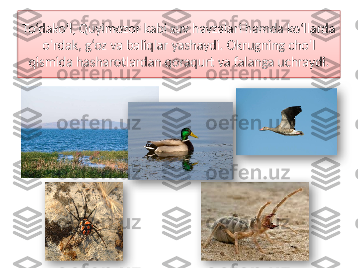 To‘dako‘l, Quyimozor kabi suv havzalari hamda ko‘llarda
o‘rdak, g‘oz va baliqlar yashaydi. Okrugning cho‘l 
qismida hasharotlardan qoraqurt va falanga uchraydi.      