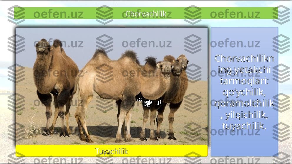 Chorvachilikn
ing yetakchi 
tarmoqlari: 
qo‘ychilik,
qoramolchilik
, yilqichilik, 
tuyachilik.Chorvachilik
Qo‘ychilik
Qoramolchilik YilqichilikTuyachilik      