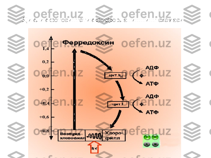   Циклик фотосинтетик фосфорланишнинг схемаси   
