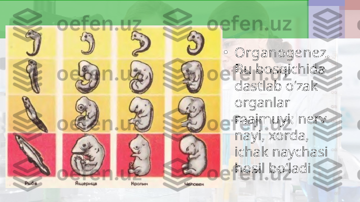 •
Organogenez. 
Bu bosqichida 
dastlab o‘zak 
organlar 
majmuyi: nerv 
nayi, xorda, 
ichak naychasi 
hosil bo‘ladi 