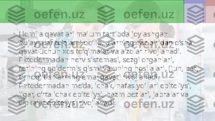 •
Homila qavatlari ma’lum tartibda joylashgan 
hujayralar to‘plami bo‘lib, ularning har biridan o‘sha 
qavat uchun xos to‘qimalar va a’zolar rivojlanadi. 
Ektodermadan nerv sistemasi, sezgi organlari, 
terining epidermis qismi va uning hosilalari, (jun, pat, 
tirnoq) tishlarning emal qavati rivojlanadi. 
Entodermadan me’da, ichak, nafas yo‘llari epiteliysi, 
jigar, o‘rta ichak epiteliysi, hazm bezlari, jabralar va 
o‘pkalar epiteliysi rivojlanadi. 