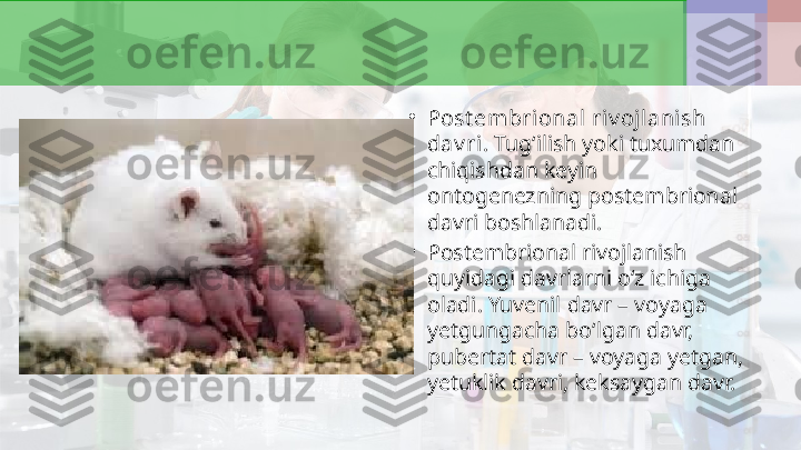 •
Post embrional riv ojlanish 
dav ri.  Tug‘ilish yoki tuxumdan 
chiqishdan keyin 
ontogenezning postembrional 
davri boshlanadi.
•
Postembrional rivojlanish 
quyidagi davrlarni o‘z ichiga 
oladi. Yuvenil davr – voyaga 
yetgungacha bo‘lgan davr, 
pubertat davr – voyaga yetgan, 
yetuklik davri, keksaygan davr. 