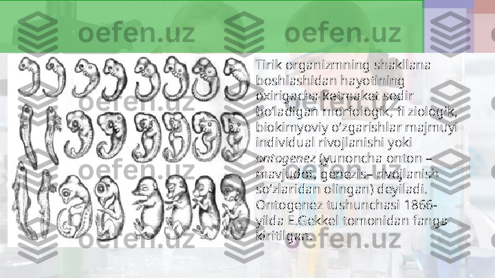 •
Tirik organizmning shakllana 
boshlashidan hayotining 
oxirigacha ketmaket sodir 
bo‘ladigan morfologik, fi ziologik, 
biokimyoviy oʻzgarishlar majmuyi 
individual rivojlanishi yoki 
ontogenez  (yunoncha onton – 
mavjudot, genezis– rivojlanish 
so‘zlaridan olingan) deyiladi. 
Ontogenez tushunchasi 1866-
yilda E.Gekkel tomonidan fanga 
kiritilgan. 