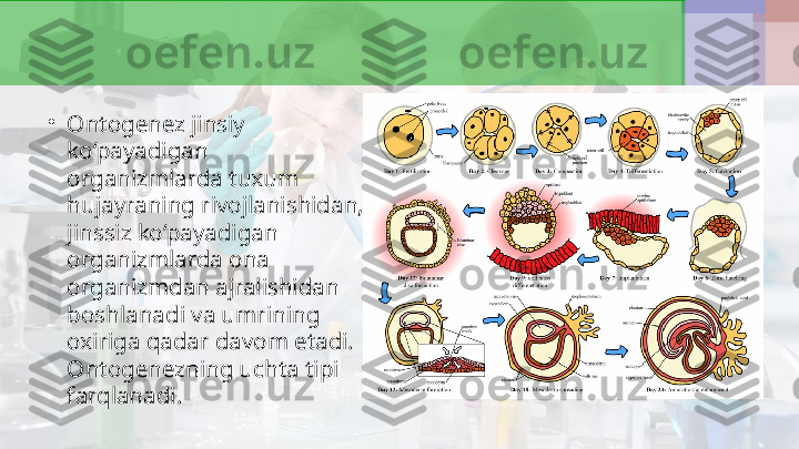 •
Ontogenez jinsiy 
ko‘payadigan 
organizmlarda tuxum 
hujayraning rivojlanishidan, 
jinssiz ko‘payadigan 
organizmlarda ona 
organizmdan ajralishidan 
boshlanadi va umrining 
oxiriga qadar davom etadi. 
Ontogenezning uchta tipi 
farqlanadi . 