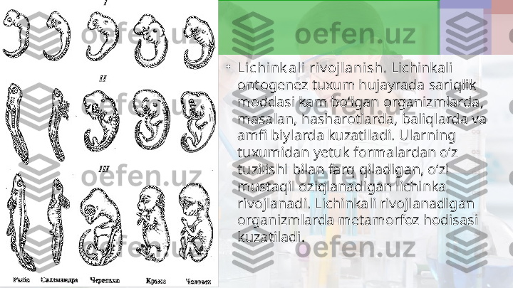 •
Lichink ali riv ojlanish . Lichinkali 
ontogenez tuxum hujayrada sariqlik 
moddasi kam bo‘lgan organizmlarda, 
masalan, hasharotlarda, baliqlarda va 
amfi biylarda kuzatiladi.  Ularning 
tuxumidan yetuk formalardan o‘z 
tuzilishi bilan farq qiladigan, o‘zi 
mustaqil oziqlanadigan lichinka 
rivojlanadi. Lichinkali rivojlanadigan 
organizmlarda metamorfoz hodisasi 
kuzatiladi. 