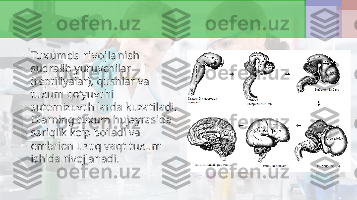 •
Tux umda riv ojlanish  
sudralib yuruvchilar 
(reptiliyalar), qushlar va 
tuxum qo‘yuvchi 
sutemizuvchilarda kuzatiladi. 
Ularning tuxum hujayrasida 
sariqlik ko‘p bo‘ladi va 
embrion uzoq vaqt tuxum 
ichida rivojlanadi. 