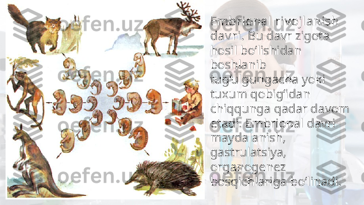 •
Embrional riv ojlanish 
dav ri.  Bu davr zigota 
hosil bo‘lishidan 
boshlanib 
tug‘ulgungacha yoki 
tuxum qobig‘idan 
chiqqunga qadar davom 
etadi. Embrional davri 
maydalanish, 
gastrulatsiya, 
organogenez 
bosqichlariga bo‘linadi. 