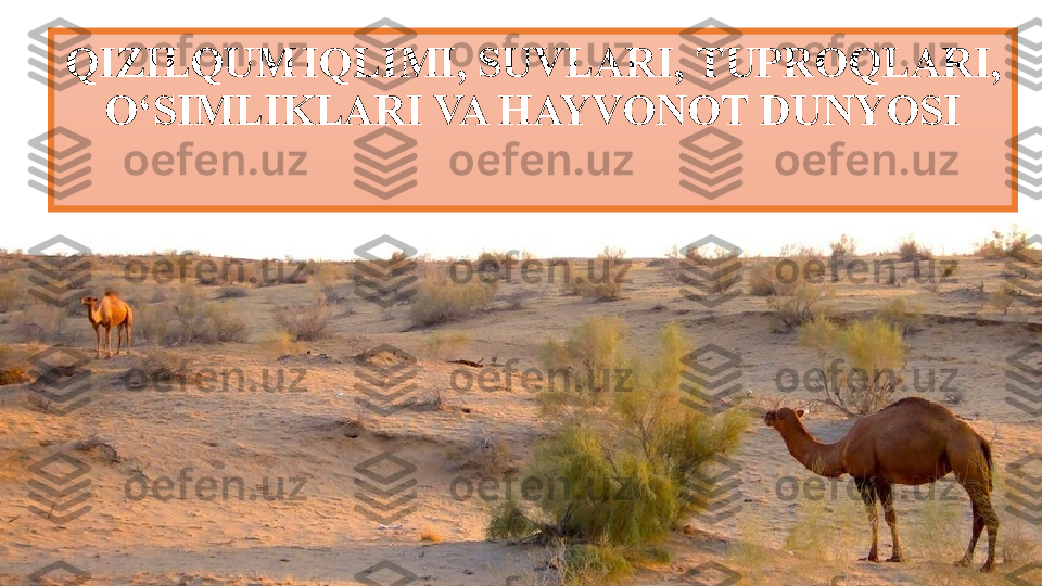 QIZILQUM   IQLIMI, SUVLARI,  Т UPROQLARI,
O‘SIMLIKLARI VA HAYVONOT DUNYOSI 