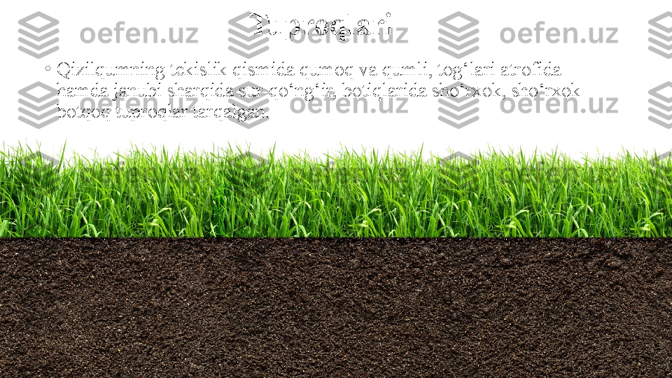 Tuproqlari
•
Qizilqumning tekislik qismida qumoq va qumli, tog‘lari   atrofida 
hamda janubi sharqida sur-qo‘ng‘ir, botiqlarida sho‘rxok, sho‘rxok-
botqoq tuproqlar tarqalgan. 