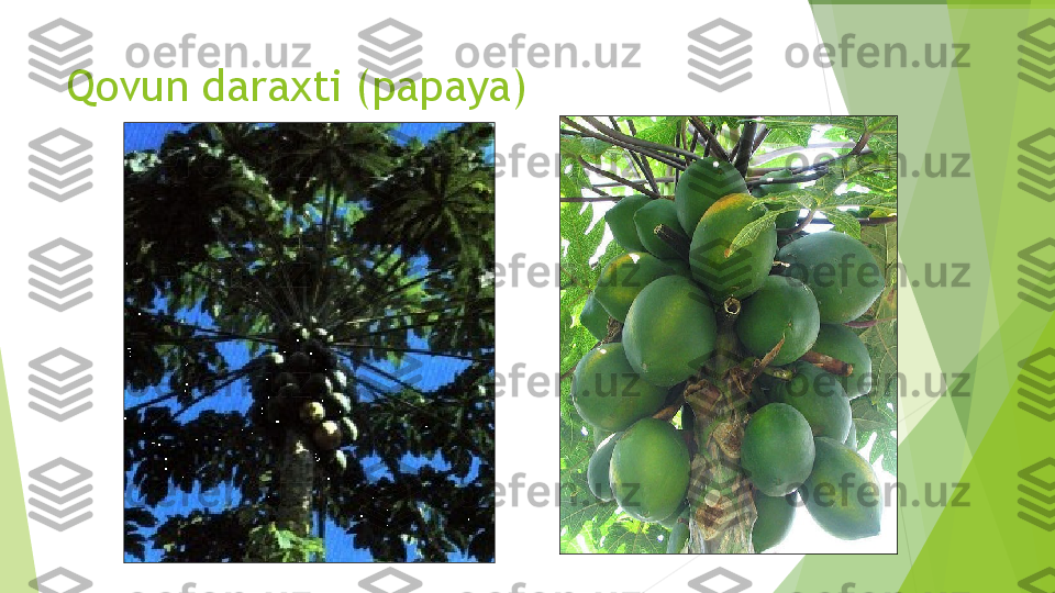 Qovun daraxti  ( papaya )         