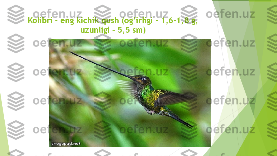 Kolibri - eng kichik qush (og’irligi – 1,6-1,8 g, 
uzunligi – 5,5 sm)         