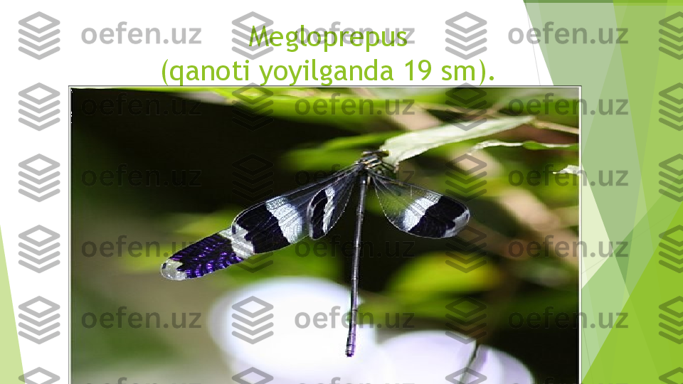 Megloprepus
( qanoti yoyilganda 19 sm ).         