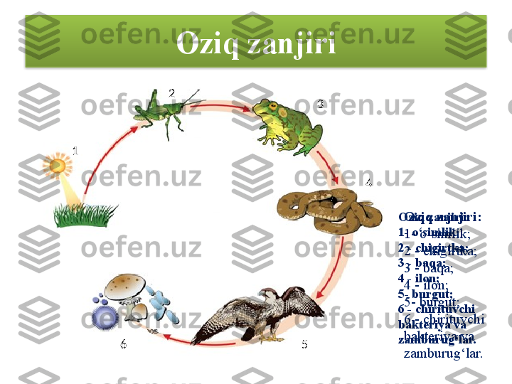 Oziq zanjiri
Oziq zanjiri: 
1- o‘simlik; 
2 - chigirtka; 
3 - baqa; 
4 - ilon;
5- burgut; 
6 - chirituvchi 
bakteriya va 
zamburug‘lar.1 2
3
4
56 Oziq zanjiri: 
1- o‘simlik; 
2 - chigirtka; 
3 - baqa; 
4 - ilon;
5- burgut; 
6 - chirituvchi 
bakteriya va 
zamburug‘lar.  