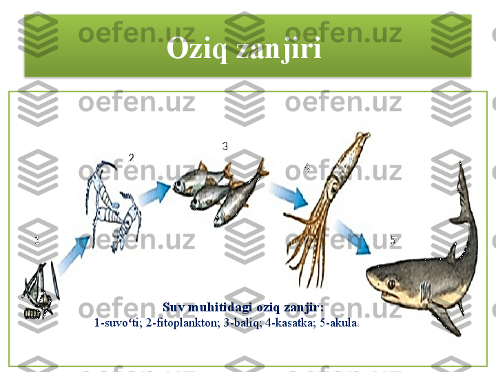 Oziq zanjiri 
1 2 3
4
5
Suv muhitidagi oziq zanjir: 
1-suvo ʻ ti; 2-fitoplankton; 3-baliq; 4-kasatka; 5-akula .  