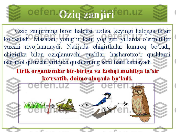 Oziq zanjiri 
        Oziq  zanjirining  biror  halqasi  uzilsa,  keyingi  halqaga  ta’sir 
ko‘rsatadi.  Masalan,  yomg‘ir  kam  yog‘gan  yillarda  o‘simliklar 
yaxshi  rivojlanmaydi.  Natijada  chigirtkalar  kamroq  bo‘ladi, 
chigirtka  bilan  oziqlanuvchi  qushlar,  hasharotxo‘r  qushlarni 
iste’mol qiluvchi yirtqich qushlarning soni ham kamayadi. 
Tirik organizmlar bir-biriga va tashqi muhitga ta’sir 
ko‘rsatib, doimo aloqada bo‘ladi.   