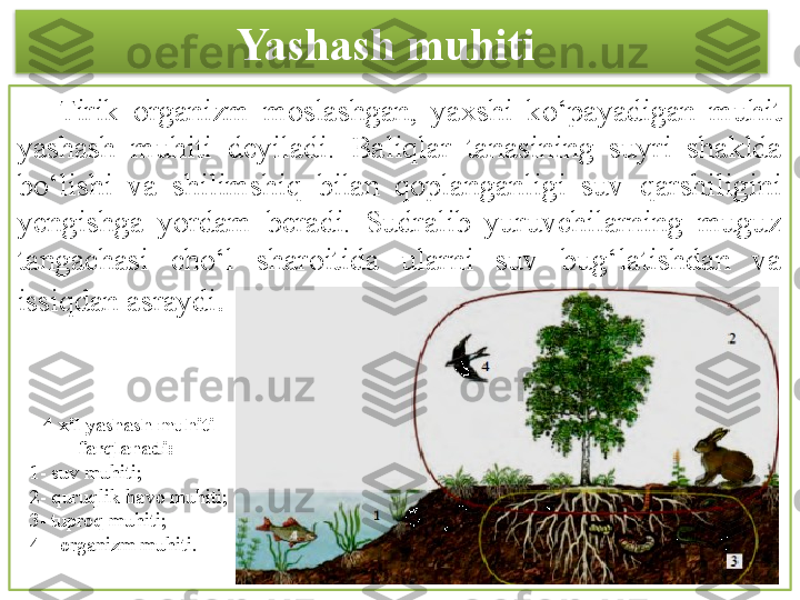 Yashash muhiti 
      Tirik  organizm  moslashgan,  yaxshi  ko‘payadigan  muhit 
yashash  muhiti  deyiladi.  Baliqlar  tanasining  suyri  shaklda 
bo‘lishi  va  shilimshiq  bilan  qoplanganligi  suv  qarshiligini 
yengishga  yordam  beradi.  Sudralib  yuruvchilarning  muguz 
tangachasi  cho‘l  sharoitida  ularni  suv  bug‘latishdan  va 
issiqdan asraydi .
4 xil yashash muhiti 
farqlanadi: 
1- suv muhiti; 
2- quruqlik-havo muhiti; 
3- tuproq muhiti; 
4 – organizm muhiti.  