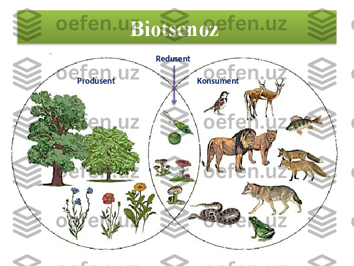 Biotsenoz  
Produsent   Konsument  Redusent     