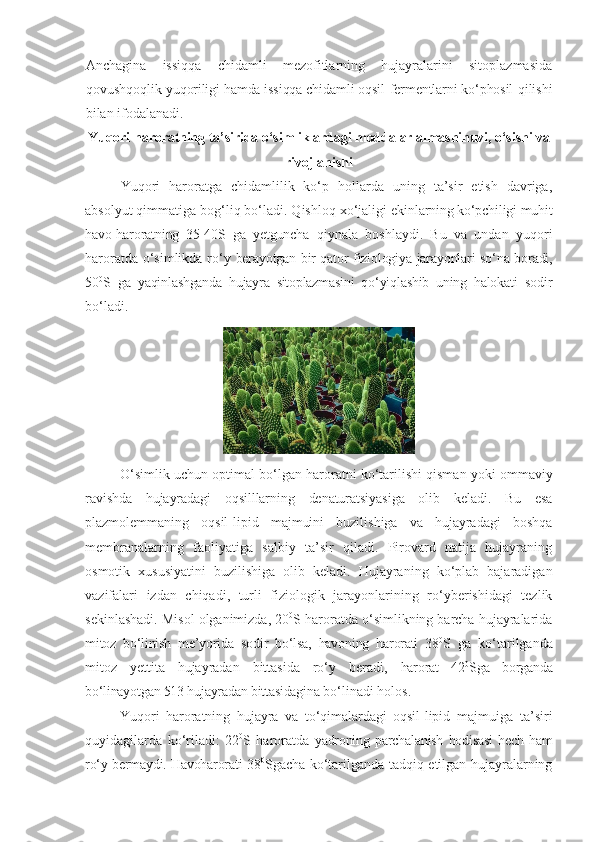 Anchagina   issiqqa   chidamli   mezofitlarning   hujayralarini   sitoplazmasida
qovushqoqlik  yuqoriligi hamda issiqqa chidamli oqsil-fermentlarni ko‘phosil  qilishi
bilan ifodalanadi.
Yuqori   haroratning   ta’sirida   o‘simliklardagi   moddalar   almashinuvi, o‘sishi   va
rivojlanishi
Yuqori   haroratga   chidamlilik   ko‘p   hollarda   uning   ta’sir   etish   davriga,
absolyut qimmatiga bog‘liq bo‘ladi. Qishloq xo‘jaligi  ekinlarning ko‘pchiligi muhit
havo-haroratning   35-40S   ga   yetguncha   qiynala   boshlaydi.   Bu   va   undan   yuqori
haroratda o‘simlikda ro‘y   berayotgan bir qator fiziologiya jarayonlari so‘na boradi,
50 0
S   ga   yaqinlashganda   hujayra   sitoplazmasini   qo‘yiqlashib   uning   halokati   sodir
bo‘ladi.
O‘simlik uchun optimal bo‘lgan haroratni ko‘tarilishi qisman yo ki ommaviy
ravishda   hujayradagi   oqsilllarning   denaturatsiyasiga   olib   keladi.   Bu   esa
plazmolemmaning   oqsil-lipid   majmuini   buzilishiga   va   hujayradagi   boshqa
membranalarning   faoliyatiga   salbiy   ta’sir   qiladi.   Pirovard   natija   hujayraning
osmotik   xususiyatini   buzilishiga   olib   keladi.   Hujayraning   ko‘plab   bajaradigan
vazifalari   izdan   chiqadi,   turli   fiziologik   jarayonlarining   ro‘yberishidagi   tezlik
sekinlashadi. Misol olganimizda, 20 0
S haroratda o‘simlikning barcha hujayralarida
mitoz   bo‘linish   me’yorida   sodir   bo‘lsa,   havoning   harorati   38 0
S   ga   ko‘tarilganda
mitoz   yettita   hujayradan   bittasida   ro‘y   beradi,   harorat   42 0
Sga   borganda
bo‘linayotgan 513 hujayradan bittasidagina  bo‘linadi holos.
Yuqori   haroratning   hujayra   va   to‘qimalardagi   oqsil-lipid   majmuiga   ta’siri
quyidagilarda   ko‘riladi:   22 0
S   haroratda   yadroning   parchalanish   hodisasi   hech  ham
ro‘y bermaydi. Havoharorati   38 0
Sgacha ko‘tarilganda tadqiq etilgan hujayralarning 