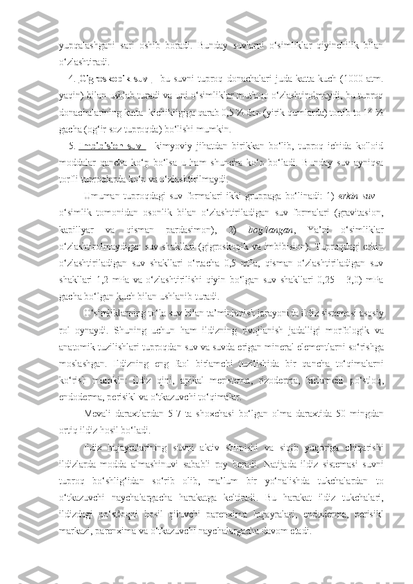 yupqalashgani   sari   oshib   boradi.   Bunday   suvlarni   o‘simliklar   qiyinchilik   bilan
o‘zlashtiradi.
4. Gigroskopik  suv      –  bu   suvni   tuproq   donachalari   juda   katta   kuch  (1000  atm.
yaqin) bilan ushlab turadi va uni o‘simliklar mutlaqo o‘zlashtirolmaydi, bu tuproq
donachalarining katta- kichikligiga qarab 0,5 % dan (yirik qumlarda) tortib to 14 %
gacha (og‘ir soz tuproqda) bo‘lishi mumkin.
5. Imbibision   suv        –   kimyoviy   jihatdan   birikkan   bo‘lib,   tuproq   ichida   kolloid
moddalar   qancha   ko‘p   bo‘lsa   u   ham   shuncha   ko‘p   bo‘ladi.   Bunday   suv   ayniqsa
torfli tuproqlarda ko‘p va o‘zlashtirilmaydi.
Umuman   tuproqdagi   suv   formalari   ikki   gruppaga   bo‘linadi:   1)   erkin   suv   –
o‘simlik   tomonidan   osonlik   bilan   o‘zlashtiriladigan   suv   formalari   (gravitasion,
kapillyar   va   qisman   pardasimon),   2)   bog‘langan ,   Ya’ni   o‘simliklar
o‘zlashtirolmaydigan suv shakllari  (gigroskopik va imbibision). Tuproqdagi erkin
o‘zlashtiriladigan   suv   shakllari   o‘rtacha   0,5   mPa,   qisman   o‘zlashtiriladigan   suv
shakllari   1,2   mPa   va   o‘zlashtirilishi   qiyin   bo‘lgan   suv   shakllari   0,25   –   3,0)   mPa
gacha bo‘lgan kuch bilan ushlanib turadi.
O‘simliklarning   to‘la   suv   bilan   ta ’ minlanish   jarayonida   ildiz   sistemasi   asosiy
rol   oynaydi .   Shuning   uchun   ham   ildizning   rivojlanish   jadalligi   morfologik   va
anatomik   tuzilishlari   tuproqdan   suv   va   suvda   erigan   mineral   elementlarni   so‘rishga
moslashgan .   Ildizning   eng   faol   birlamchi   tuzilishida   bir   qancha   to‘qimalarni
ko‘rish   mumkin :   ildiz   qini ,   apikal   meristema ,   rizoderma ,   birlamchi   po‘stloq ,
endoderma ,  perisikl   va   o‘tkazuvchi   to‘qimalar .
Mevali   daraxtlardan   5-7   ta   shoxchasi   bo‘lgan   olma   daraxtida   50   mingdan
ortiq   ildiz   hosil   bo‘ladi .
Ildiz   hujayralarining   suvni   aktiv   shimishi   va   siqib   yuqoriga   chiqarishi
ildizlarda   modda   almashinuvi   sababli   roy   beradi .   Natijada   ildiz   sistemasi   suvni
tuproq   bo‘shlig‘idan   so‘rib   olib ,   ma ’ lum   bir   yo‘nalishda   tukchalardan   to
o‘tkazuvchi   naychalargacha   harakatga   keltiradi .   Bu   harakat   ildiz   tukchalari ,
ildizdagi   po‘stloqni   hosil   qiluvchi   parenxima   hujayralari ,   endoderma ,   perisikl
markazi ,  parenxima   va   o‘tkazuvchi   naychalargacha   davom   etadi . 