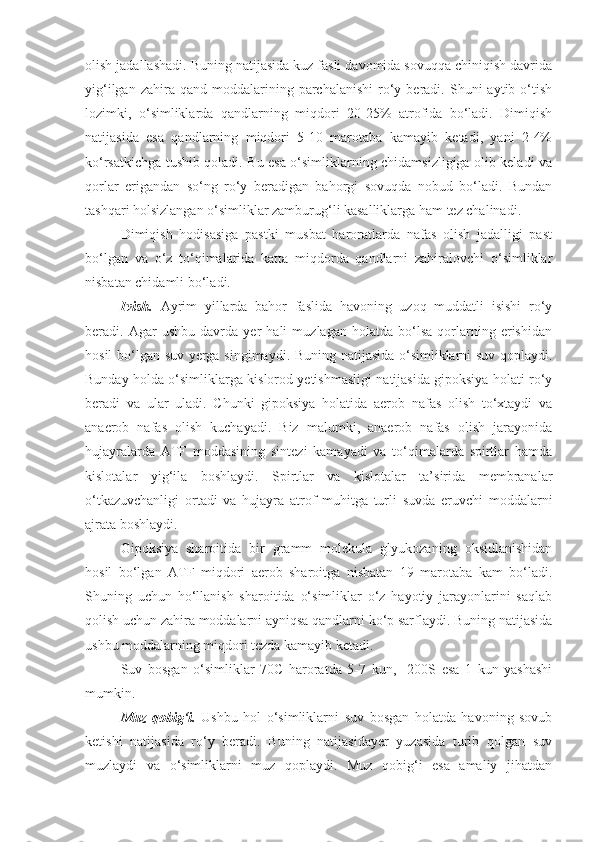 olish jadallashadi. Buning natijasida kuz fasli davomida sovuqqa chiniqish davrida
yig‘ilgan  zahira  qand  moddalarining  parchalanishi   ro‘y  beradi.   Shuni  aytib  o‘tish
lozimki,   o‘simliklarda   qandlarning   miqdori   20-25%   atrofida   bo‘ladi.   Dimiqish
natijasida   esa   qandlarning   miqdori   5-10   marotaba   kamayib   ketadi,   yani   2-4%
ko‘rsatkichga tushib qoladi. Bu esa o‘simliklarning chidamsizligiga olib keladi va
qorlar   erigandan   so‘ng   ro‘y   beradigan   bahorgi   sovuqda   nobud   bo‘ladi.   Bundan
tashqari holsizlangan o‘simliklar zamburug‘li kasalliklarga ham tez chalinadi.
Dimiqish   hodisasiga   pastki   musbat   haroratlarda   nafas   olish   jadalligi   past
bo‘lgan   va   o‘z   to‘qimalarida   katta   miqdorda   qandlarni   zahiralovchi   o‘simliklar
nisbatan chidamli bo‘ladi.  
Ivish.   Ayrim   yillarda   bahor   faslida   havoning   uzoq   muddatli   isishi   ro‘y
beradi.   Agar   ushbu   davrda   yer   hali   muzlagan   holatda   bo‘lsa   qorlarning   erishidan
hosil bo‘lgan suv yerga singimaydi. Buning natijasida o‘simliklarni suv qoplaydi.
Bunday holda o‘simliklarga kislorod yetishmasligi natijasida gipoksiya holati ro‘y
beradi   va   ular   uladi.   Chunki   gipoksiya   holatida   aerob   nafas   olish   to‘xtaydi   va
anaerob   nafas   olish   kuchayadi.   Biz   malumki,   anaerob   nafas   olish   jarayonida
hujayralarda   ATF   moddasining   sintezi   kamayadi   va   to‘qimalarda   spirtlar   hamda
kislotalar   yig‘ila   boshlaydi.   Spirtlar   va   kislotalar   ta’sirida   membranalar
o‘tkazuvchanligi   ortadi   va   hujayra   atrof   muhitga   turli   suvda   eruvchi   moddalarni
ajrata boshlaydi.
Gipoksiya   sharoitida   bir   gramm   molekula   glyukozaning   oksidlanishidan
hosil   bo‘lgan   ATF   miqdori   aerob   sharoitga   nisbatan   19   marotaba   kam   bo‘ladi.
Shuning   uchun   ho‘llanish   sharoitida   o‘simliklar   o‘z   hayotiy   jarayonlarini   saqlab
qolish uchun zahira moddalarni ayniqsa qandlarni ko‘p sarflaydi. Buning natijasida
ushbu moddalarning miqdori tezda kamayib ketadi.
Suv   bosgan   o‘simliklar   70C   haroratda   5-7   kun,     200S   esa   1   kun   yashashi
mumkin.
Muz   qobig‘i.   Ushbu   hol   o‘simliklarni   suv   bosgan   holatda   havoning   sovub
ketishi   natijasida   ro‘y   beradi.   Buning   natijasidayer   yuzasida   turib   qolgan   suv
muzlaydi   va   o‘simliklarni   muz   qoplaydi.   Muz   qobig‘i   esa   amaliy   jihatdan
11 