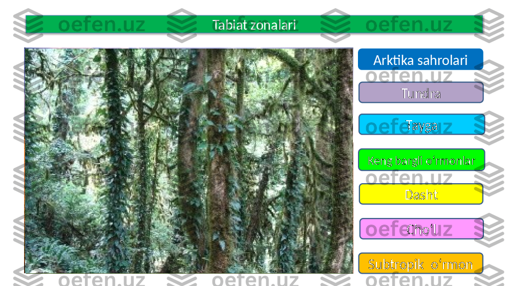 Arktika sahrolariTabiat zonalari
Tundra
Tayga
Keng bargli o‘rmonlar
Dasht
Subtropik  o‘rmon Cho‘l  