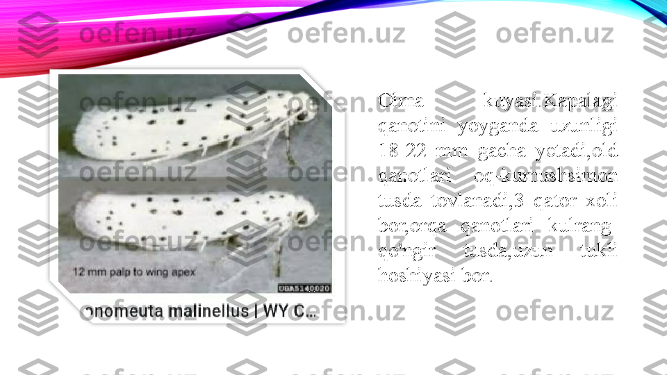 Olma  kuyasi.Kapalagi 
qanotini  yoyganda  uzunligi 
18-22  mm  gacha  yetadi,old 
qanotlari  oq-kumushsimon 
tusda  tovlanadi,3  qator  xoli 
bor,orqa  qanotlari  kulrang-
qo'ngir  tusda,uzun  tukli 
hoshiyasi bor.  