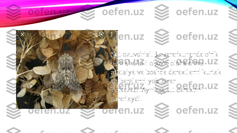 Sut ozuvchisi.Bu zararkunanda o'rik 
behi shaftoli olxo'ri olcha olma 
akatsiya va boshqa daraxtlarni kurtak 
va barglarni yeb zarar 
yetkazadi.Ayniqsa tut daraxtini 
zararlaydi. 