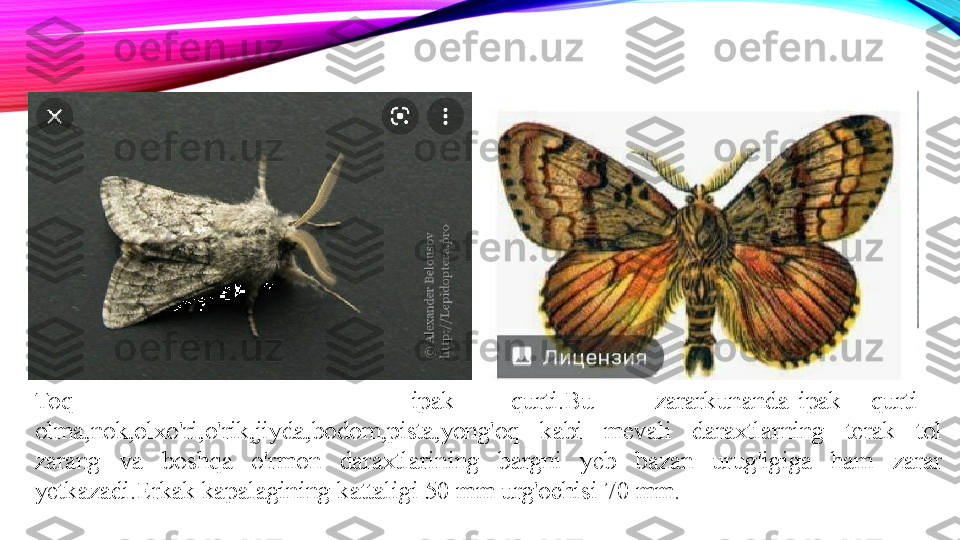 Toq  ipak qurti.Bu zararkunanda ipak qurti
olma,nok,olxo'ri,o'rik,jiyda,bodom,pista,yong'oq  kabi  mevali  daraxtlarning  terak  tol 
zarang  va  boshqa  o'rmon  daraxtlarining  bargni  yeb  bazan  urug'igiga  ham  zarar 
yetkazadi.Erkak kapalagining kattaligi 50 mm urg'ochisi 70 mm. 