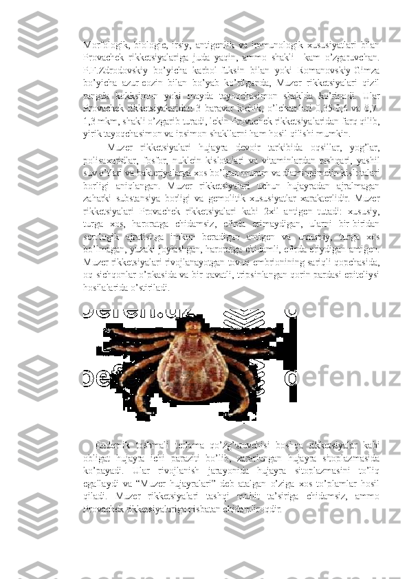 Morfologik,   biologic,   irsiy,   antigenlik   va   immunologik   xususiyatlari   bilan
Provachek   rikketsiyalariga   juda   yaqin,   ammo   shakli     kam   o’zgaruvchan.
P.F.Zdrodovskiy   bo’yicha   karbol-fuksin   bilan   yoki   Romanovskiy-Gimza
bo’yicha   azur-eozin   bilan   bo’yab   ko’rilganda,   Muzer   rikketsiyalari   qizil
rangda   kokksimon   yoki   mayda   tayoqchasimon   shaklda   ko’rinadi.   Ular
Provachek   rikketsiyalaridan   3   baravar   kichik,   o’lchamlari   0,35-0,6   va   0,7-
1,3 mkm, shakli o’zgarib turadi, lekin Provachek rikketsiyalaridan farq qilib,
yirik tayoqchasimon va ipsimon shakllarni ham hosil qilishi mumkin.
      Muzer   rikketsiyalari   hujayra   devoir   tarkibida   oqsillar,   yog’lar,
polisaxaridlar,   fosfor,   nuklein   kislotalari   va   vitaminlardan   tashqari,   yashil
suv o’tlari va bakteriyalarga xos bo’lgan muram va diaminpimelin kislotalari
borligi   aniqlangan.   Muzer   rikketsiyalari   uchun   hujayradan   ajralmagan
zaharki   substansiya   borligi   va   gemolitik   xususiyatlar   xarakterlidir.   Muzer
rikketsiyalari   Provachek   rikketsiyalari   kabi   2xil   antigen   tutadi:   xususiy,
turga   xos,   haroratga   chidamsiz,   efirda   erimaydigan,   ularni   bir-biridan
serologik   ajratishga   imkon   beradigan   antigen   va   umumiy,   turga   xos
bo’lmagan, yuzaki joylashgan, haroratga chidamli, efirda eriydigan antigen.
Muzer rikketsiyalari rivojlanayotgan tovuq embrionining sariqli qopchasida,
oq sichqonlar o’pkasida va bir qavatli, tripsinlangan qorin pardasi epiteliysi
hosilalarida o’stiriladi. 
    Endemik   toshmali   terlama   qo’zg’atuvchisi   boshqa   rikketsiyalar   kabi
obligat   hujayra   ichi   paraziti   bo’lib,   zararlangan   hujayra   sitoplazmasida
ko’payadi.   Ular   rivojlanish   jarayonida   hujayra   sitoplazmasini   to’liq
egallaydi   va   “Muzer   hujayralari”   deb   atalgan   o’ziga   xos   to’plamlar   hosil
qiladi.   Muzer   rikketsiyalari   tashqi   muhit   ta’siriga   chidamsiz,   ammo
Provachek rikketsiyalariga nisbatan chidamliroqdir. 