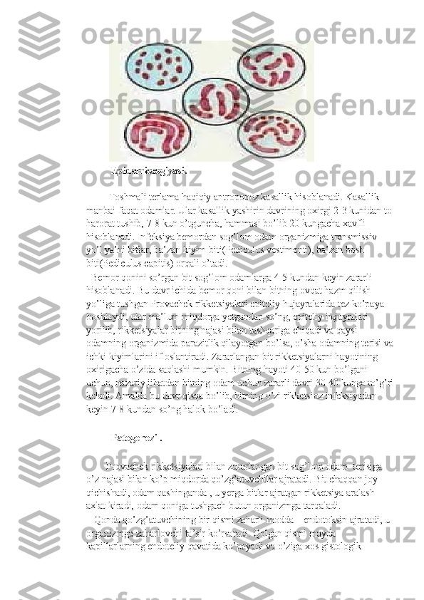          
          Epidemiologiyasi.  
    
         Toshmali terlama haqiqiy antroponoz kasallik hisoblanadi. Kasallik 
manbai faqat odamlar. Ular kasallik yashirin davrining oxirgi 2-3 kunidan to
harorat tushib, 7-8 kun o’tguncha, hammasi bo’lib 20 kungacha xavfli 
hisoblanadi. Infeksiya bemordan sog’lom odam organizmiga transmissiv 
yo’l ya’ni bitlar, ba’zan kiyim biti(Pediculus vestimenti), ba’zan bosh 
biti(Pediculus capitis) orqali o’tadi.
   Bemor qonini so’rgan bit sog’lom odamlarga 4-5 kundan keyin zararli 
hisoblanadi. Bu davr ichida bemor qoni bilan bitning ovqat hazm qilish 
yo’liga tushgan Provachek rikketsiyalari epiteliy hujayralarida tez ko’paya 
boshlaydi, ular ma’lum miqdorga yetgandan so’ng, epiteliy hujayralari 
yorilib, rikketsiyalar bitning najasi bilan tashqariga chiqadi va qaysi 
odamning organizmida parazitlik qilayotgan bo’lsa, o’sha odamning terisi va
ichki kiyimlarini ifloslantiradi. Zararlangan bit rikketsiyalarni hayotining 
oxirigacha o’zida saqlashi mumkin. Bitning hayoti 40-50 kun bo’lgani 
uchun, nazariy jihatdan bitning odam uchun zararli davri 30-40 kunga to’g’ri
keladi. Amalda bu davr qisqa bo’lib, bitning o’zi rikketsioz infeksiyadan 
keyin 7-8 kundan so’ng halok bo’ladi.
          Patogenezi .
         Provachek rikketsiyalari bilan zararlangan bit sog’lom odam  terisiga 
o’z najasi bilan ko’p miqdorda qo’zg’atuvchilar ajratadi. Bit chaqqan joy 
qichishadi, odam qashinganda , u yerga bitlar ajratgan rikketsiya aralash 
axlat kiradi, odam qoniga tushgach butun organizmga tarqaladi.
    Qonda qo’zg’atuvchining bir qismi zaharli modda – endotoksin ajratadi, u 
organizmga zaharlovchi ta’sir ko’rsatadi. Qolgan qismi mayda 
kapillarlarning endoteliy qavatida ko’payadi va o’ziga xos gistologik  