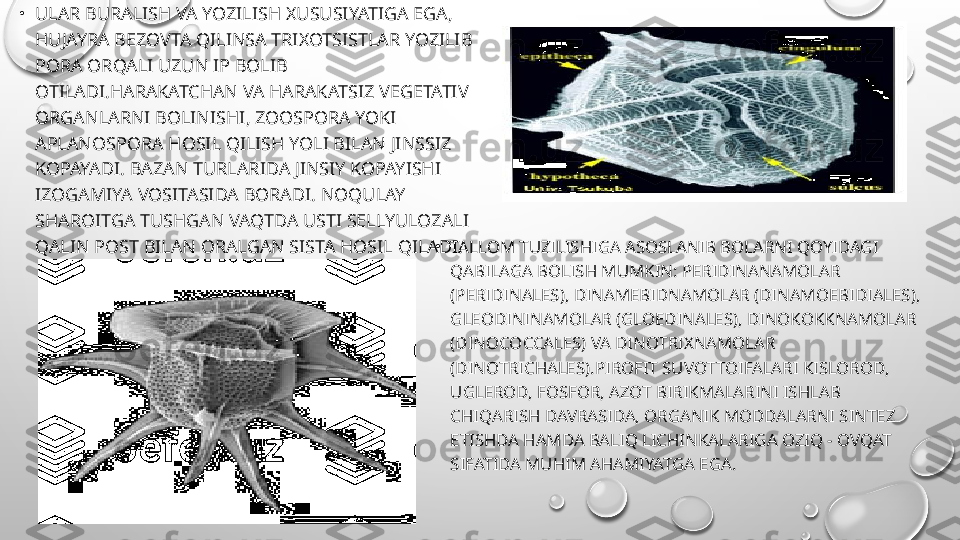 •
TALLOM TUZILISHIGA ASOSLANIB BOLARNI QOYIDAGI 
QABILAGA BOLISH MUMKIN: PERIDINANAMOLAR 
(PERIDINALES), DINAMEBIDNAMOLAR (DINAMOEBIDIALES), 
GLEODININAMOLAR (GLOEDINALES), DINOKOKKNAMOLAR 
(DINOCOCCALES) VA DINOTRIXNAMOLAR 
(DINOTRICHALES).PIROFIT SUVOTTOIFALARI KISLOROD, 
UGLEROD, FOSFOR, AZOT BIRIKMALARINI ISHLAB 
CHIQARISH DAVRASIDA, ORGANIK MODDALARNI SINTEZ 
ETISHDA HAMDA BALIQ LICHINKALARIGA OZIQ - OVQAT 
SIFATIDA MUHIM AHAMIYATGA EGA.•
ULAR BURALISH VA YOZILISH XUSUSIYATIGA EGA, 
HUJAYRA BEZOVTA QILINSA TRIXOTSISTLAR YOZILIB 
PORA ORQALI UZUN IP BOLIB 
OTILADI.HARAKATCHAN VA HARAKATSIZ VEGETATIV 
ORGANLARNI BOLINISHI, ZOOSPORA YOKI 
APLANOSPORA HOSIL QILISH YOLI BILAN JINSSIZ 
KOPAYADI. BAZAN TURLARIDA JINSIY KOPAYISHI 
IZOGAMIYA VOSITASIDA BORADI. NOQULAY 
SHAROITGA TUSHGAN VAQTDA USTI SELLYULOZALI 
QALIN POST BILAN ORALGAN SISTA HOSIL QILADI. 