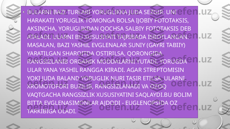 •
BULARNI BAZI TURLARI YORUGLIKKA JUDA SEZGIR. UNI 
HARAKATI YORUGLIK TOMONGA BOLSA IJOBIY FOTOTAKSIS, 
AKSINCHA, YORUGLIKDAN QOCHSA SALBIY FOTOTAKSIS DEB 
ATALADI. ULARNI BU XUSUSIYATI TAJRIBADA ISBOTLANGAN. 
MASALAN, BAZI YASHIL EVGLENALAR SUNIY (GAYRI TABIIY) 
YARATILGAN SHAROITDA OSTIRILSA, QORONGIDA 
RANGSIZLANIB ORGANIK MODDALARNI YUTADI, YORUGDA 
ULAR YANA YASHIL RANGGA KIRADI. AGAR STREPTOMISIN 
YOKI JUDA BALAND YORUGLIK NURI TASIR ETILSA, ULARNI 
XROMOTOFORI BUZILIB, RANGSIZLANADI VA OZOQ 
VAQTGACHA RANGSIZLIK XUSUSIYATINI SAQLAYDI.BU BOLIM 
BITTA EVGLENASIMONLAR A JDODI - EUGLENOPSIDA OZ 
TARKIBIGA OLADI. 