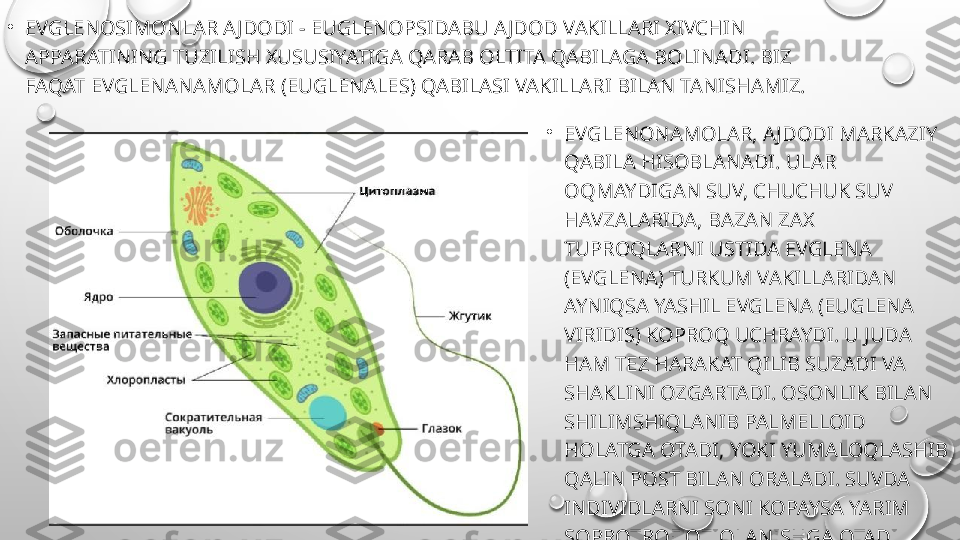 •
EVGLENOSIMONLAR AJDODI - EUGLENOPSIDABU AJDOD VAKILLARI XIVCHIN 
APPARATINING TUZILISH XUSUSIYATIGA QARAB OLTITA QABILAGA BOLINADI. BIZ 
FAQAT EVGLENANAMOLAR (EUGLENALES) QABILASI VAKILLARI BILAN TANISHAMIZ.
•
EVGLENONAMOLAR, AJDODI MARKAZIY 
QABILA HISOBLANADI. ULAR 
OQMAYDIGAN SUV, CHUCHUK SUV 
HAVZALARIDA, BAZAN ZAX 
TUPROQLARNI USTIDA EVGLENA 
(EVGLENA) TURKUM VAKILLARIDAN 
AYNIQSA YASHIL EVGLENA (EUGLENA 
VIRIDIS) KOPROQ UCHRAYDI. U JUDA 
HAM TEZ HARAKAT QILIB SUZADI VA 
SHAKLINI OZGARTADI. OSONLIK BILAN 
SHILIMSHIQLANIB PALMELLOID 
HOLATGA OTADI, YOKI YUMALOQLASHIB 
QALIN POST BILAN ORALADI. SUVDA 
INDIVIDLARNI SONI KOPAYSA YARIM 
SOPROTROF OZIQLANISHGA OTADI 