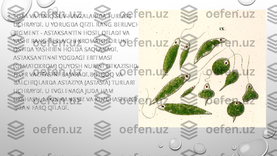 •
TOZA VA TINIQ SUV HAVZALARIDA TURLARI 
UCHRAYDI. U YORUGDA QIZIL RANG BERUVCHI 
PIGMENT - ASTAKSANTIN HOSIL QILADI VA 
YASHI RANG BERUVCHI XROMATOFOR UNI 
OSTIDA YASHIRIN HOLDA SAQLANADI. 
ASTAKSANTINNI YOGDAGI ERITMASI 
(GEMATOXROM) QUYOSH NURINI OTKAZISHDA 
FILTR VAZIFASINI BAJARADI.BOTQOQ VA 
BALCHIQLARDA ASTAZIYA (ASTASIA) TURLARI 
UCHRAYDI. U EVGLENAGA JUDA HAM 
OXSHASH, LEKIN RANGSIZ VA KUZCHASIZLIGI 
BILAN FARQ QILADI. 