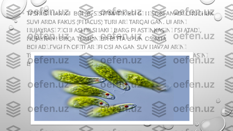 •
TESHIGI HAR XIL BOLIB, SISTEMATIK BELGI HISOBLANADI.CHUCHUK 
SUVLARDA FAKUS (PHACUS) TURLARI TARQALGAN. ULARNI 
HUJAYRASI ZICHLASHIB SHAKLI BARG PLASTINKASINI ESLATADI, 
HUJAYRANI ORQA TOMONIDA BITTA UZUN OSIMTA 
BOLADI.EVGLENOFITLAR IFLOSLANGAN SUV HAVZALARINI 
TOZALASHDA FAOL QATNASHIB, BIOLOGIK INDIKATOR VAZIFASINI 
BAJARADI.  