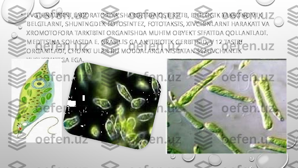 •
EVGLENALARNI LABORATORIYA SHAROITIDA OSTIRILIB, BIOLOGIK TAKSONOMIK 
BELGILARNI, SHUNINGDEK FOTOSINTEZ, FOTOTAKSIS, XIVCHINLARNI HARAKATI VA 
XROMOTOFORA TARKIBINI ORGANISHDA MUHIM OBYEKT SIFATIDA QOLLANILADI. 
MEDITSINA SOHASIDA E. GRASILIS GA ANTIBIOTIK GERBITSID, V 12 TASIRI 
ORGANILADI, CHUNKI ULAR BU MODDALARGA NISBATAN SEZUVCHANLIK 
XUSUSIYATIGA EGA.  