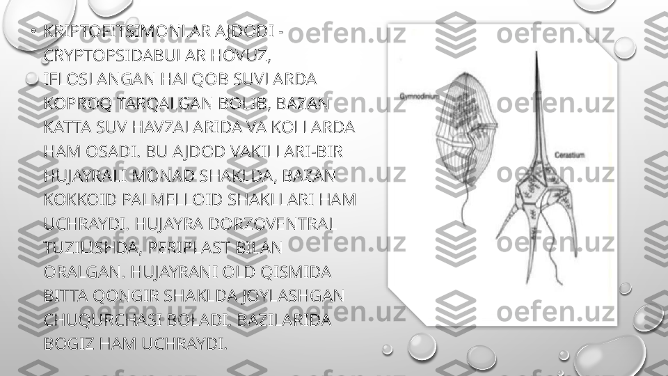 •
KRIPTOFITSIMONLAR A JDODI - 
CRYPTOPSIDABULAR HOVUZ, 
IFLOSLANGAN HALQOB SUVLARDA 
KOPROQ TARQALGAN BOLIB, BAZAN 
KATTA SUV HAVZALARIDA VA KOLLARDA 
HAM OSADI. BU AJDOD VAKILLARI-BIR 
HUJAYRALI MONAD SHAKLDA, BAZAN 
KOKKOID PALMELLOID SHAKLLARI HAM 
UCHRAYDI. HUJAYRA DORZOVENTRAL 
TUZILISHDA, PERIPLAST BILAN 
ORALGAN. HUJAYRANI OLD QISMIDA 
BITTA QONGIR SHAKLDA JOYLASHGAN 
CHUQURCHASI BOLADI. BAZILARIDA 
BOGIZ HAM UCHRAYDI.  