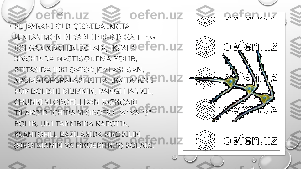 •
HUJAYRANI OLD QISMIDA IKKITA 
LENTASIMON DEYARLI BIR-BIRIGA TENG 
BOLGAN XIVCHIN BOLADI, IKKALA 
XIVCHINDA MASTIGONEMA BOLIB, 
BITTASIDA IKKI QATOR JOYLASHGAN. 
XROMATOFORALARI BITTA, IKKITA YOKI 
KOP BOLISHI MUMKIN, RANGI HAR XIL, 
CHUNKI XLOROFILLDAN TASHQARI 
TILAKOID ICHIDA XLOROFILL "A" VA "S" 
BOLIB, UNI TARKIBIDA KAROTIN, 
KSANTOFILL BAZILARIDA FIKOBILIN 
(FIKOTSIANIN VA FIKOERITRIN) BOLADI.  