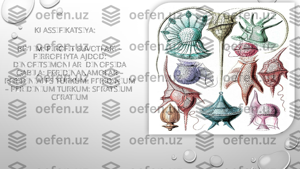 BO ’ LIM: PIROFIT SUVOTLARI – 
PIRROPHYTA   AJDOD: 
DINOFITSIMONLAR  DINOPSIDA  
QABILA: PERIDINANAMOLAR – 
RERIDINIALES   TURKUM: PERIDINIUM 
– PERIDINIUM   TURKUM: SERATSIUM  
CERATIUMKLASSIFIKATSIYA:  