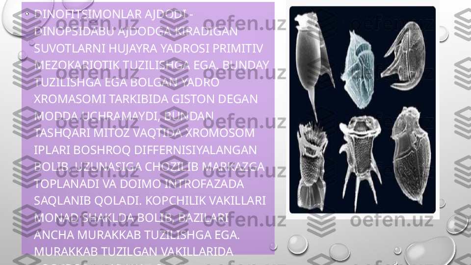 •
DINOFITSIMONLAR AJDODI - 
DINOPSIDABU A JDODGA KIRADIGAN 
SUVOTLARNI HUJAYRA YADROSI PRIMITIV 
MEZOKARIOTIK TUZILISHGA EGA. BUNDAY 
TUZILISHGA EGA BOLGAN YADRO 
XROMASOMI TARKIBIDA GISTON DEGAN 
MODDA UCHRAMAYDI, BUNDAN 
TASHQARI MITOZ VAQTIDA XROMOSOM 
IPLARI BOSHROQ DIFFERNISIYALANGAN 
BOLIB, UZUNASIGA CHOZILIB MARKAZGA 
TOPLANADI VA DOIMO INTROFAZADA 
SAQLANIB QOLADI. KOPCHILIK VAKILLARI 
MONAD SHAKLDA BOLIB, BAZILARI 
ANCHA MURAKKAB TUZILISHGA EGA. 
MURAKKAB TUZILGAN VAKILLARIDA 
ZOOSPORA HARAKAT QILISH 
XUSUSIYATINI SAQLAB QOLGAN.  