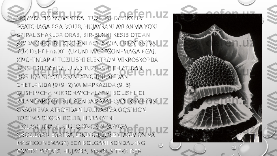 •
HUJAYRA DORZOVENTRAL TUZILISHDA, IKKITA 
EGATCHAGA EGA BOLIB, HUJAYRANI AYLANMA YOKI 
SPIRAL SHAKLDA ORAB, BIR-BIRINI KESIB OTGAN 
JOYDA CHIQADI. XIVCHINLARI IKKITA, UZUNLIGI VA 
TUZILISHI HAR XIL (UZUNI MASTIGONEMAGA EGA). 
XIVCHINLARNI TUZILISHI ELEKTRON MIKROSKOPDA 
TEKSHIRILGANDA, ULAR TUZILISHI JIH ATIDAN 
BOSHQA SUVOTLARINI XIVCHINLARIDAN 
CHETLARIDA (9+9+2) VA MARKAZIDA (9+3) 
QUSHIMCHA MIKRONAYCHALARNI BOLISHLIGI 
BILAN FARQ QILADI. BUNDAN TASHQARI XIVCHINNI 
OKSONEMA ATROFIDAN UZUNASIGA OQSIMON 
TORTMA OTGAN BOLIB, HARAKATNI 
TEZLASHTIRADI. SILLIQ XIVCHIN BOYIGA 
CHOZILGAN EGATDA, IKKINCHISI (LENTASIMON VA 
MASTIGONEMAGA) EGA BOLGANI KONDALANG 
EGATDA YOTADI. HUJAYRA, MAXSUS TEKA DEB 
ATALADIGAN QALQON BILAN QOPLANGAN. 