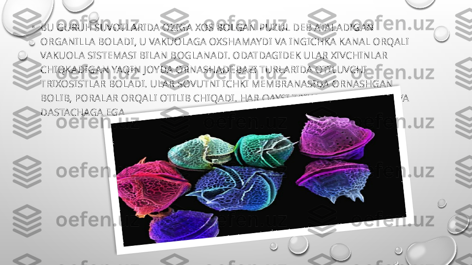 •
BU GURUH SUVOTLARIDA OZIGA XOS BOLGAN PUZUL DEB ATALADIGAN 
ORGANILLA BOLADI, U VAKUOLAGA OXSHAMAYDI VA INGICHKA KANAL ORQALI 
VAKUOLA SISTEMASI BILAN BOGLANADI. ODATDAGIDEK ULAR XIVCHINLAR 
CHIQKADIGAN YAQIN JOYDA ORNASHADI.BAZI TURLARIDA OTILUVCHI 
TRIXOSISTLAR BOLADI. ULAR SOVUTNI ICHKI MEMBRANASIDA ORNASHGAN 
BOLIB, PORALAR ORQALI OTILIB CHIQADI. HAR QAYSI TRIXOTSIST BOSHCHA VA 
DASTACHAGA EGA.  