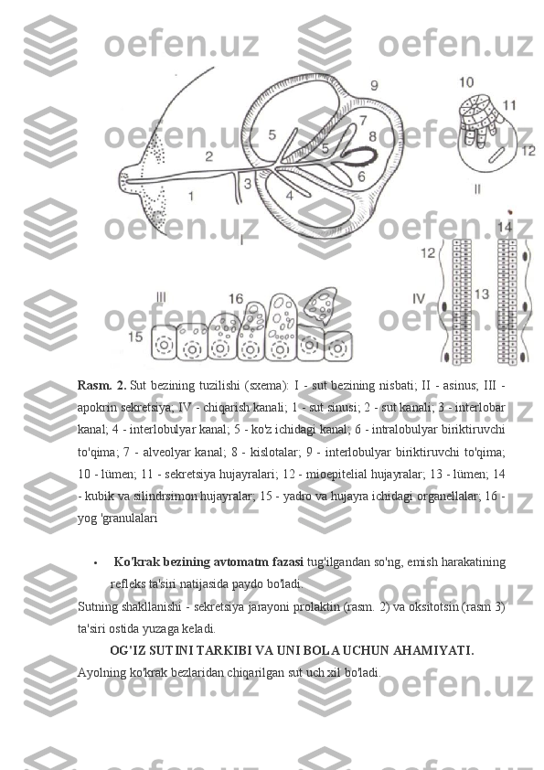 Rasm. 2.   Sut bezining	 tuzilishi	 (sxema):	 I - sut	 bezining	 nisbati;	 II - asinus;	 III	 -
apokrin	
 sekretsiya;	 IV	 - chiqarish	 kanali;	 1 - sut	 sinusi;	 2 - sut	 kanali;	 3 - interlobar
kanal;	
 4 - interlobulyar	 kanal;	 5 - ko'z	 ichidagi	 kanal;	 6 - intralobulyar	 biriktiruvchi
to'qima;	
 7 - alveolyar	 kanal;	 8 - kislotalar;	 9 - interlobulyar	 biriktiruvchi	 to'qima;
10	
 - lümen;	 11	 - sekretsiya	 hujayralari;	 12	 - mioepitelial	 hujayralar;	 13	 - lümen;	 14
-	
 kubik	 va	 silindrsimon	 hujayralar;	 15	 - yadro	 va	 hujayra	 ichidagi	 organellalar;	 16	 -
yog	
 'granulalari
 
   Ko'krak bezining avtomatm fazasi   tug'ilgandan	
 so'ng,	 emish	 harakatining
refleks	
 ta'siri	 natijasida	 paydo	 bo'ladi.
Sutning	
 shakllanishi	 - sekretsiya	 jarayoni	 prolaktin	 (rasm.	 2)	 va	 oksitotsin	 (rasm	 3)
ta'siri	
 ostida	 yuzaga	 keladi.
OG'IZ SUTINI TARKIBI VA UNI BOLA UCHUN AHAMIYATI.
Ayolning	
 ko'krak	 bezlaridan	 chiqarilgan	 sut	 uch	 xil	 bo'ladi. 